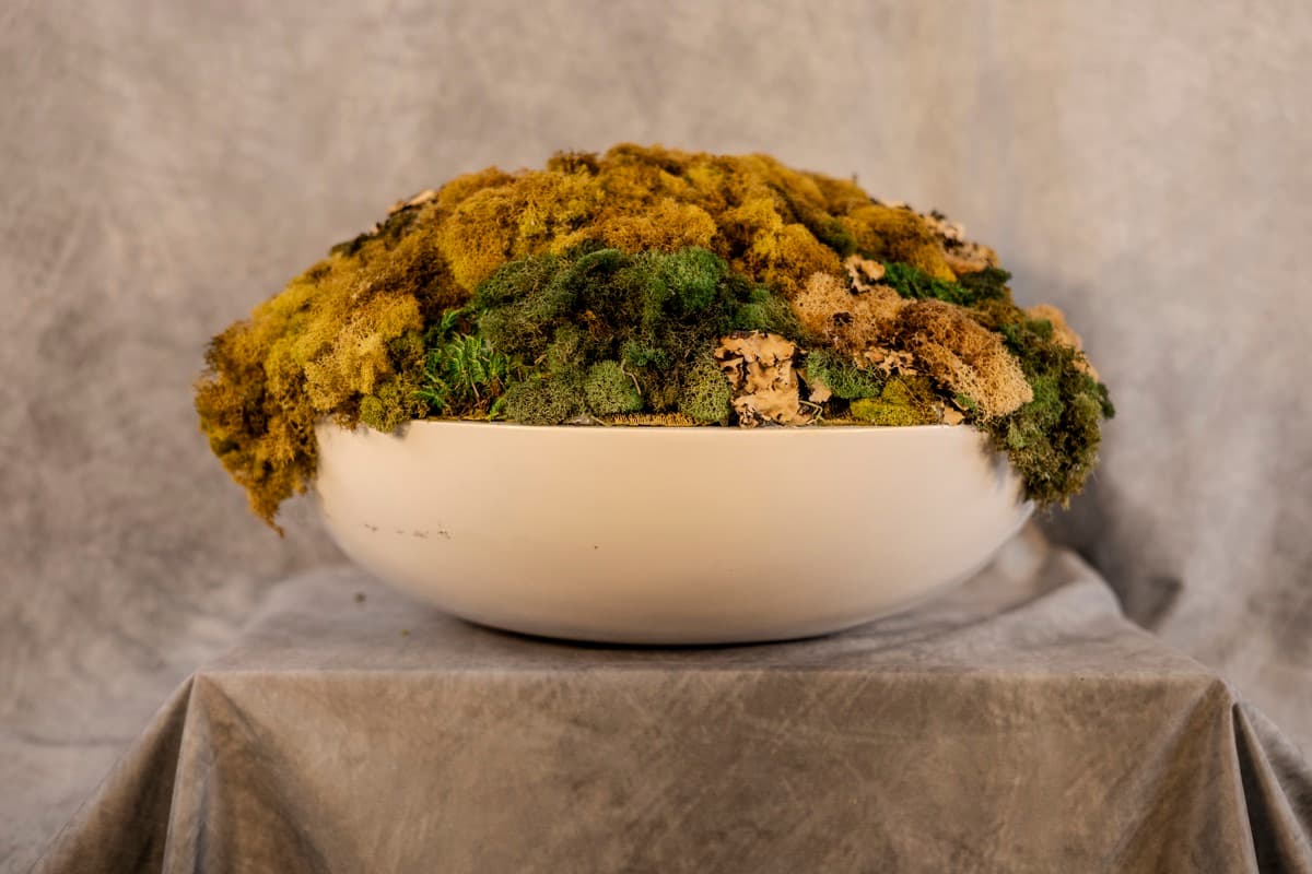 Humus